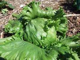 250 seeds Lettuce Great Lake Boost Your Garden&#39;s Productivity with Superior  - £7.49 GBP