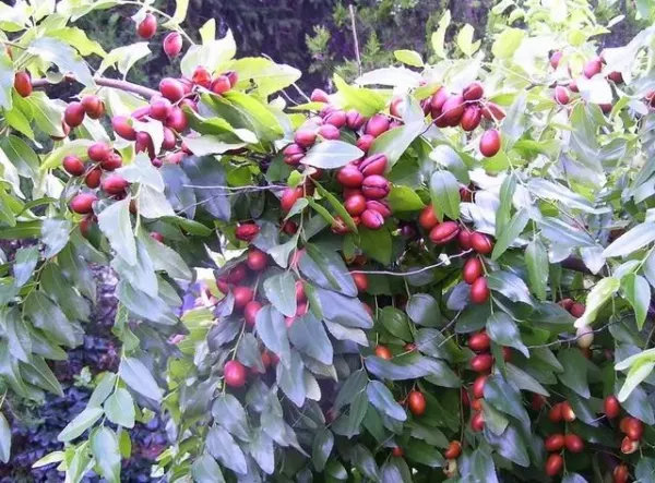 20 Red Chinese Date Tree Edible Fruit Jujube Ziziphus Jujuba Yellow Flower Seeds - £8.25 GBP