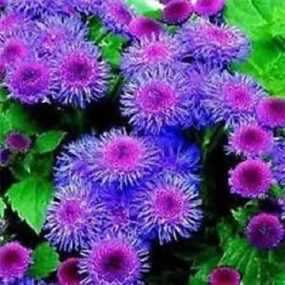 50 Blue Tycoon Ageratum Flower Seeds New Fresh Seeds - $20.00