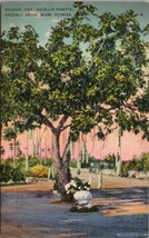 Sausage Tree Kigellia Pinatta Coconut Grove Miami FL Postcard PC530 - £3.85 GBP