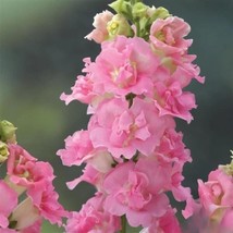 1000+ Legend Double Pink Snapdragon Seeds – Annual Garden Flower - $16.50