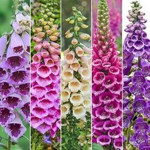 Foxy Foxglove Mixed Colors ?200 Seeds?PktFrom US - $8.35