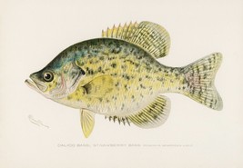11788.Decor Poster.Room home Wall design art.Fish.Calico Strawberry Bass.Fishing - £12.93 GBP+