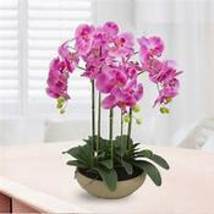 Hydroponic Orchid Seeds Bonsai Indoor Phalaenopsis Orchids Home Bonsai SH112016C - £10.36 GBP