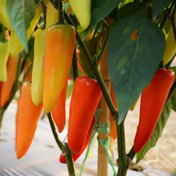 USA Seller FreshHungarian Sweet Wax Peppers 20 Seeds - £10.18 GBP