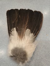 Eurasian Blue Jay Bird Full Tail Feathers JB8 - £11.66 GBP