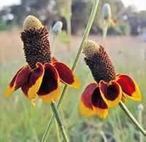 HGBO Mexican Hat Flower 100 Fresh Seeds USA Seller - £6.84 GBP