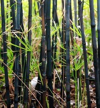 Grow In US 50 Black Bamboo Seeds Privacy Plant Garden Exotic Shade Screen - $11.74
