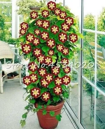 100 Climbing Gloxinia Flower Seeds for Garden - £12.89 GBP