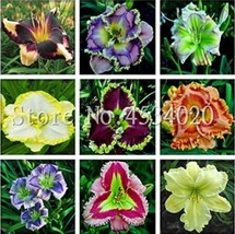 200 Seeds Mixed Tawny Daylily Seeds Mixed 9 Colors Fresh Garden - $12.02