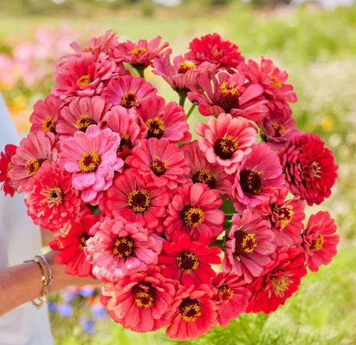 100 Seeds Zinnia elegans Salmon queen California Giants Seeds - $92.93 MXN