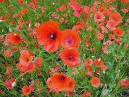 Poppy, Shirley 100+ Seeds Organic, Bright Red Flower, Long Lasting Red Blooms - £2.61 GBP