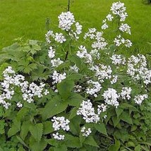 Money Plant White(Lunaria Biennis) 50 NON GMO Seeds - £5.43 GBP