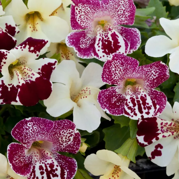 Mimulus Seeds Mimulus Magic Spring Blossom 50 Pelleted Seeds Money Flower Fresh  - £8.99 GBP