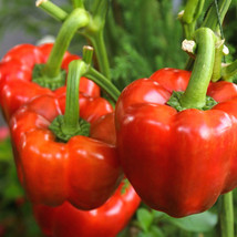 Yolo Wonder Improved Sweet Bell Pepper Seeds Green And Red Vegetable Seed  - £4.74 GBP