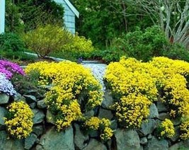 Alyssum Mountanum Mountain Gold Golden Alyssum Rock Madwort Eye Catching Elegant - $13.40