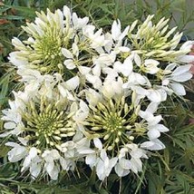 50+ Giant White Queen Cleome Spider Flower Seeds Reseeding Annual - £7.70 GBP