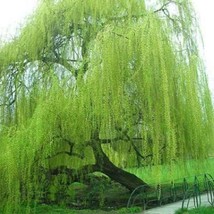 5 Bright Green Willow Seeds Tree Weeping Flower Giant Full Landscape Seed 113 Ga - £11.94 GBP