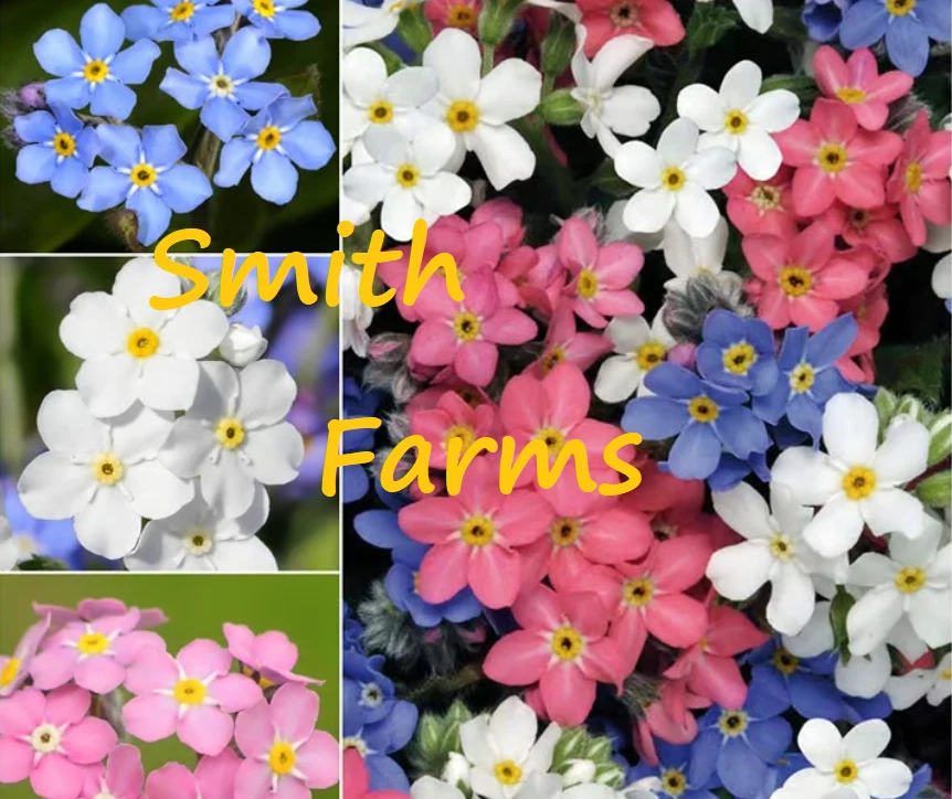 25+ Seeds Mixed Forget Me Not Flowers Beautiful Fast Growing Groundcover - $6.94