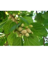 MX White Mulberry Tree 25 Seeds Morus Alba Sweet Edible Fruit Non GMO Bu... - $10.09