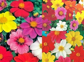 300+ Seeds Dwarf DAHLIA Patio Mix 16&quot; Tall Summer Flower Garden Patio Container - £13.10 GBP