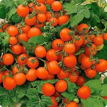 Bonsai Micro Dwarf Sweet Cherry Tomato Vegetable 12 Seeds New Fresh - $8.97