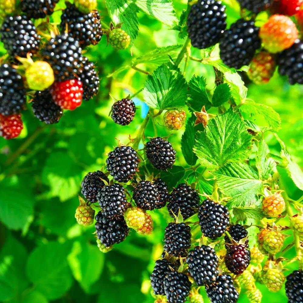 20 California Pacific Trailing Blackberry Seeds Rubus Ursinus Hardy Fruit Vine - $9.97