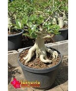 Adenium socotranum 20 seeds - $20.20 CAD