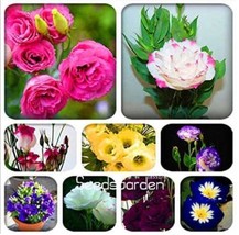 PWO Fresh 100Pcs Eustoma Bonsai Seeds Mixed Colors Bonsai Perennial Flowering Pl - £7.59 GBP