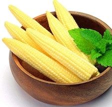 250 Seeds Mini Baby Sweet Corn Seeds Vegetable Poporn Garden Beautiful - $28.22