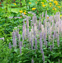 Hyssop Giant Lavender Blue Agastache Perennial Bees &amp; Hummingbirds 200 Seeds - £9.52 GBP