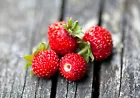 strawberry, WILD BARON Fragaria Vesca 165 seeds  - £8.74 GBP