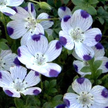 Five Spot Unusual Eye-Catching Purple Flower 125 Seeds Garden USA - £3.45 GBP