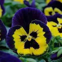 100 Seeds Pansy Seeds Wavy Viola Tricolor Flower SeedsItem NO.DL261C - £8.39 GBP