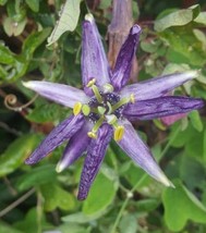 Passiflora umbilicata 5 seeds passion flowers, passion vines, flowering ... - £3.32 GBP