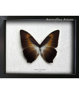Sunset Morpho Cisseis Gahua RARE Brown XL Real Butterfly Entomology Coll... - €98,66 EUR