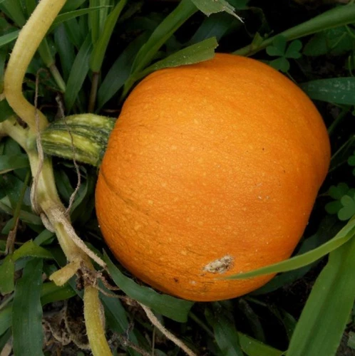 25 Seeds Pumpkin Small Sugar Heirloom Great for Pies, Sweet Seeds Non-GMO - $148.81 MXN