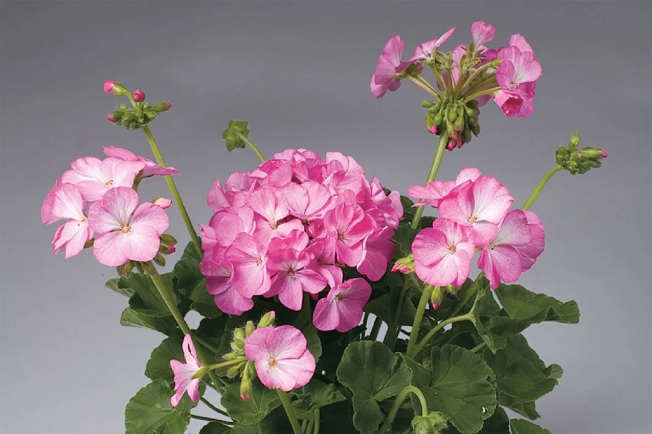 15 Apache Pink Bicolor Geranium Seeds Flower Seeds Easy to grow - £12.52 GBP