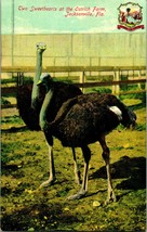 Vtg Postcard 1910s Jacksonville FL Florida Sweethearts At Ostrich Farm Unused  - £3.11 GBP
