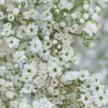 Grow In US Baby&#39;S Breath Gypsophila Seeds 1000+ Flower White Flowers - £6.82 GBP