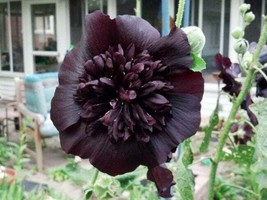 25 Black Prince Hollyhock Seeds Flower Seed Flowers Seed 34 Gardening US... - £12.17 GBP