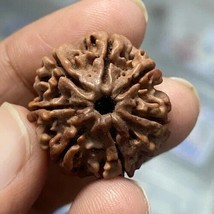 Naturale 7 Mukhi Seven Face Nepal Rudraksha Hindu Pooja Preghiera Yoga - £7.31 GBP