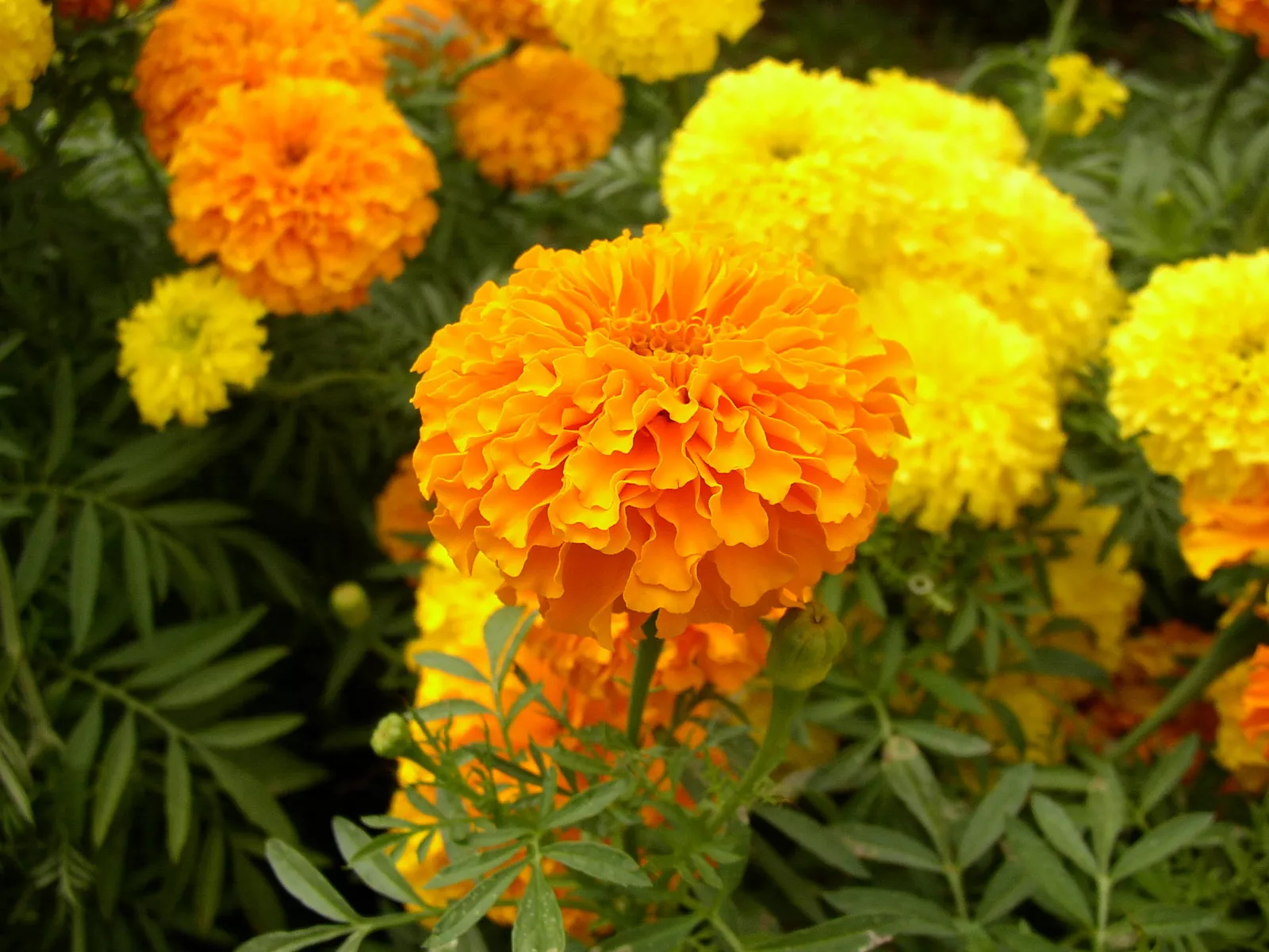 Fresh 265 SEEDS- Marigold African Cracker Jack Crackerjack Gro Co Usa - £7.85 GBP