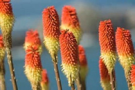 25 Torch Lily Seeds-1041 - £2.37 GBP