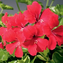 USA Seller 1R7D4 Seeds Film Coated Tornado Red 15 Geranium Seeds Trailing Gerani - £21.73 GBP