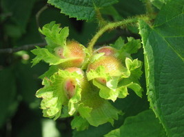 5 American Hazelnut Tree Aka Filbert Corylus Americana Fruit Nut Seeds  - £4.54 GBP