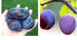 1 year old grafted plant Italian Blue Plum , shipped with roots wrapped in wet - £91.91 GBP