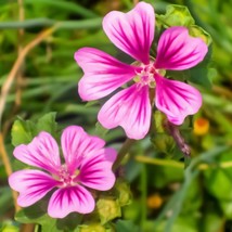 Enchanting Forest Malva Seeds (15) - Grow Your Own Lush Greenery, Ideal for Crea - £5.99 GBP