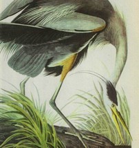 Great Blue Heron Bird 1946 Color Art Print John James Audubon Nature DWV2C - £31.45 GBP