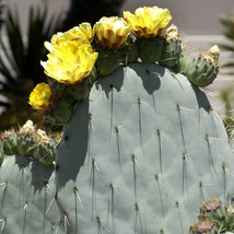 10 Seeds Opuntia Robustaopuntia Robusta Seeds Garden - £14.87 GBP